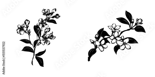 The modern illustration of jasmine flowers in color is presented on a clean white background, complete with a branch that includes buds and leaves