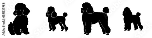 The silhouette of a black poodle is set against a white background