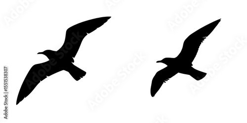 A black-headed gull, or Chroicocephalus ridibundus, in flight is shown as a silhouette with modern graphics on a white background