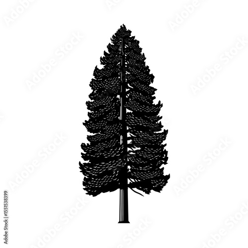 A modern illustration of the Araucaria araucana, or Brazilian pine, features the evergreen coniferous tree as an icon with a rushed, textured look, standing out against a simple white background