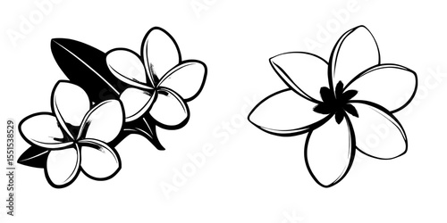 The frangipani, also known as plumeria, is a tropical flower, depicted here in yellow and white hues against a white background in a modern outline illustration