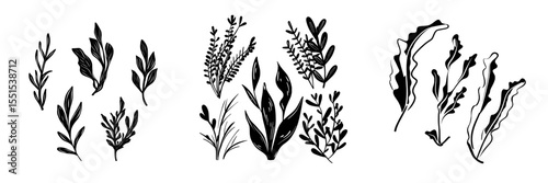 The image depicts hand-drawn algae in black on a white background, characterized by its modern and isolated line art style