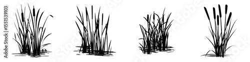Modern doodle illustration of wetland isolated on white background, featuring the black silhouette of reeds in a swamp or pond, rendered as an ink sketch