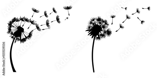 A contemporary illustration shows a dandelion at a certain time, featuring black dandelion seeds being blown by the wind, and a solitary dandelion inflated by the wind on a white background