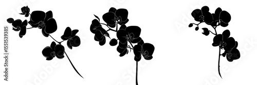 Modern illustration of black orchid flowers silhouette