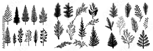 Holiday decoration featuring hand drawn Christmas winter plants, including branches of pine, spruce, fir, cedar, and evergreen trees, isolated on a white background in a modern illustration style