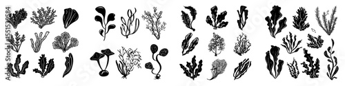 Illustrations of hand-drawn sea vegetables, including kelp, kombu, wakame, hijiki, nori, and umi budo, are presented as edible seaweed sketches on a white background, showcasing underwater algae in a