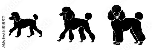 A modern illustration features the silhouette of a Walking Poodle dog isolated on a white background
