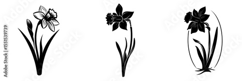 The image features a solitary narcissus flower on a white background, paired with a hand-drawn sketch of a daffodil in bloom