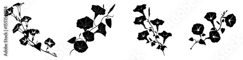 Morning glory flowers have branches that extend outward in a beautiful display