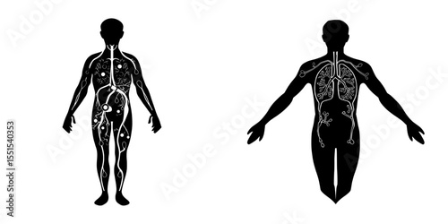 The human lymphatic system anatomy is illustrated in a medical infographic that features lymphatic vessels and nodes in the body, highlighting the circulation of lymphatic fluid through a modern flat