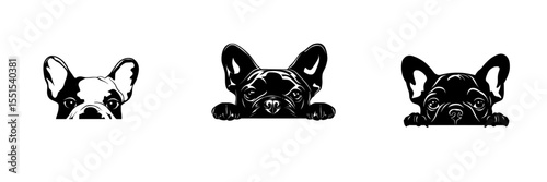 Modern illustration of a French bulldog's face peeking out, isolated on a white background