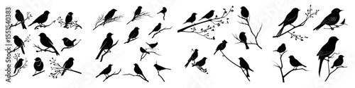 Silhouette of birds perched on branches set against a white background