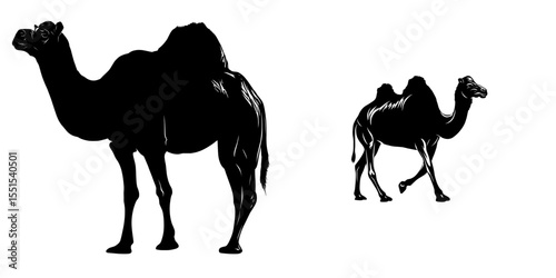 A Bactrian camel, characterized by two humps, is fully grown and set against a completely white background