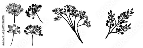 The image depicts a set of dill isolated against a plain white background in a modern hand-drawn style