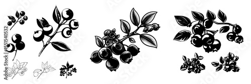 Modern illustration of hand drawn fresh blueberries isolated on white background, featuring sketches with blueberries on a branch, accompanied by berries, leaves, and flowers