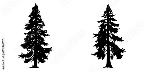 The silhouette of a redwood tree is shown in a modern illustration set against a white background