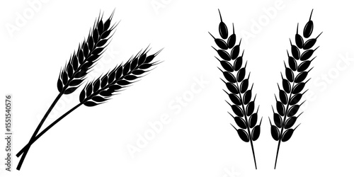 A Wheat grain silhouette and wheat ears are modern and isolated on a white background