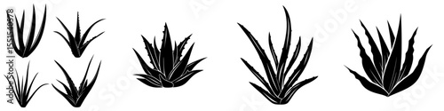A modern illustration of aloe vera is depicted alongside hand-drawn agave leaves in black on a white background, showcasing a cosmetic plant silhouette