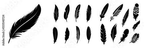 A set of bird feather icons is presented in a modern illustration style, isolated on a white background