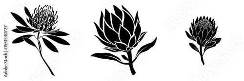 The waratah flower is a flat, modern Australian native bloom