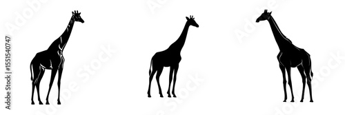 A giraffe is shown standing in front of a plain white background in silhouette form