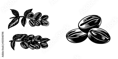 Modern hand-drawn coffee beans are showcased in a modern illustration on a white background, complete with a sketch of coffee beans