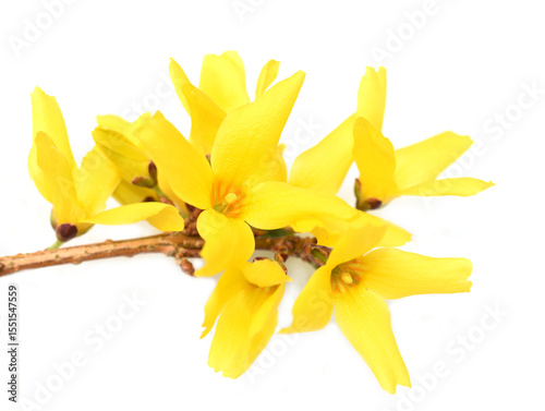 Forsythia shrub branch with bright yellow flowers isolated on white background