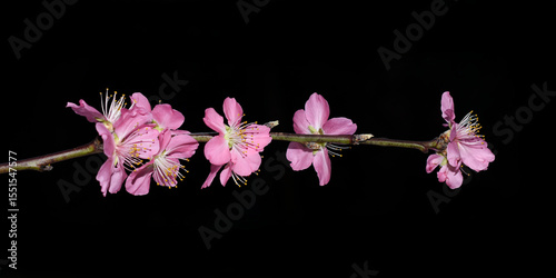Japanese cherry tree branch with bright pink flowers on dark background