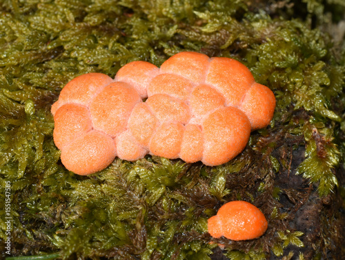 Lycogala epidendrum Wolf's milk growing on a stump