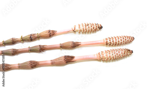 Equisetum horsetail plant Spring stems isolated on white background