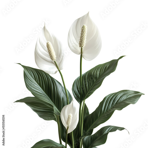 Peace Lily Elegant Blooms  Lush Greenery isolated on transparent background