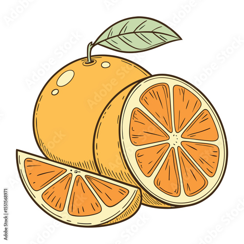 A delightful hand drawn illustration of a whole orange with a leaf a cross section slice and a wedge