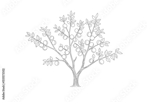 Apricot drawing. It is a vector sketch line art drawing of an apricot tree laden with fruits and leaves, representing a bountiful fruit tree in a natural setting. Vector sketch line art draw.