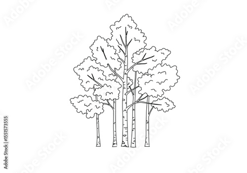 Aspen tree drawing. A vector sketch line art drawing of a cluster of aspen trees, slender trunks and distinctively shaped foliage, forest scene. Vector sketch line art draw.