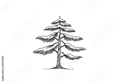 Cedar tree drawing. It is a vector sketch line art drawing of a cedar tree, showing its distinctive layered branches and evergreen needles. Vector sketch line art draw.