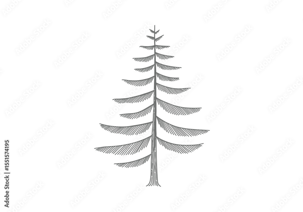 Obraz premium Conifer tree drawing. It is a vector sketch line art drawing of a conifer tree, with distinct, pointed needles and branches, often symbolizing evergreen forests. Vector sketch line art draw.
