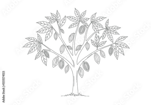 Cocoa tree drawing. It is a vector sketch line art drawing of a cacao tree with pods and leaves. Vector sketch line art draw.