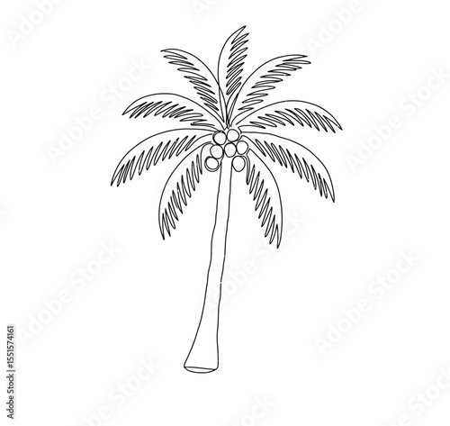 Coconut tree drawing. It is a vector sketch line art drawing of a coconut palm tree with coconuts. Vector sketch line art draw.