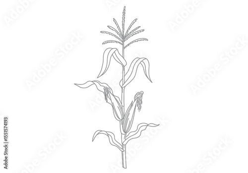 Corn tree drawing. It is a vector sketch line art drawing of a corn stalk with ears of corn, symbolizing agriculture and harvest. Vector sketch line art draw.