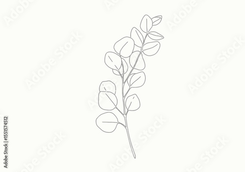 Eucalyptus drawing. It is a vector sketch line art drawing of a eucalyptus branch with distinctive rounded leaves. Vector sketch line art draw.