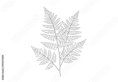 Fern tree drawing. It is a vector sketch line art drawing of a fern frond, displaying its delicate, feathery leaflets, perfect for botanical or nature-themed designs. Vector sketch line art draw.