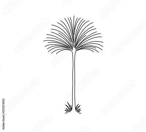 Grass tree drawing. It is a vector sketch line art drawing of a grass tree with long, slender leaves. Vector sketch line art draw.