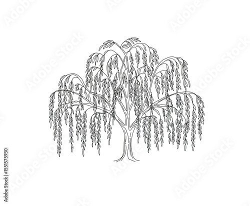 Weeping willow drawing. It is a vector sketch line art drawing of a weeping willow tree with gracefully drooping branches, symbolizing elegance and melancholy. Vector sketch line art draw.