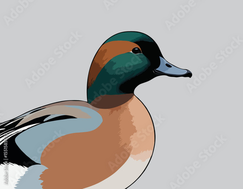 Wigeon