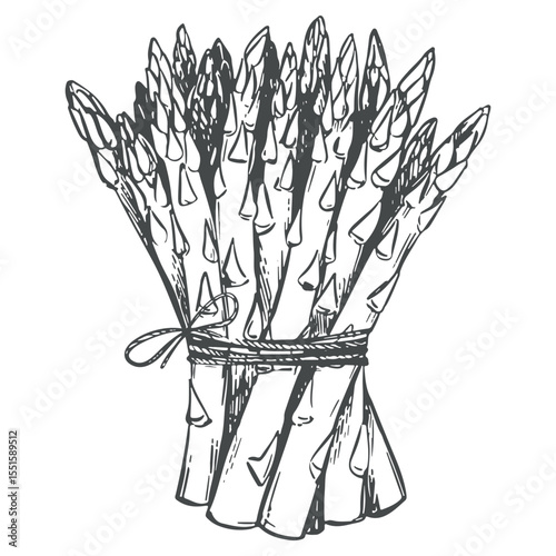 Vector sketch of bunch of asparagus shoots. Green sprouts are tied with rope. Linear ink drawing of healthy vegetable. Black and white linear Sparrowgrass illustration in engraving technique.