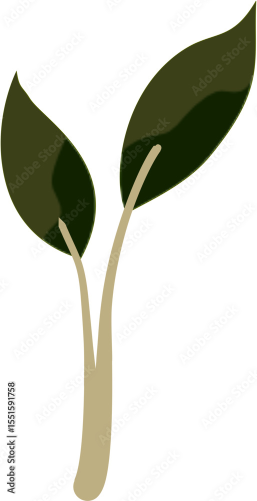 Obraz premium green leaf isolated on white background