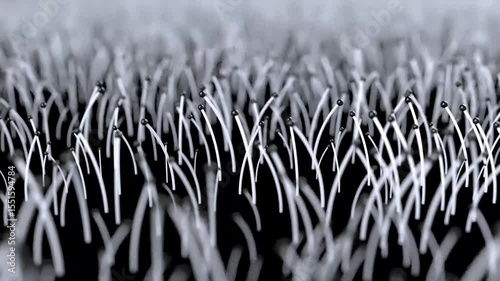 micro psilocybin mushrooms mycelium fungus