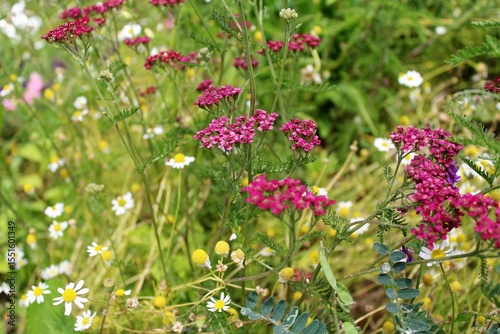 Fototapeta Naklejka Na Ścianę i Meble -  Wildflowers and grasses in a summer meadow