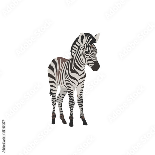 Cute Zebra Foal in Profile View.